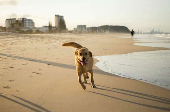 Dog at the Beach